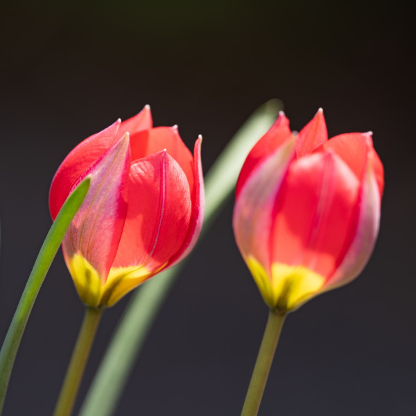 Tulipa humilis 'Red Beauty'